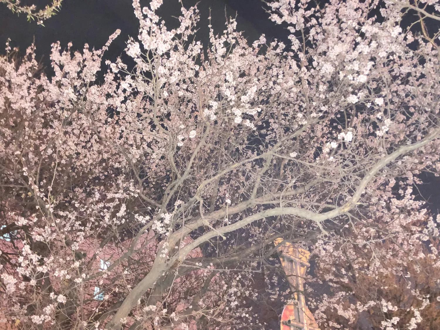 手机也能拍出樱花大片：京都赏樱摄影指南