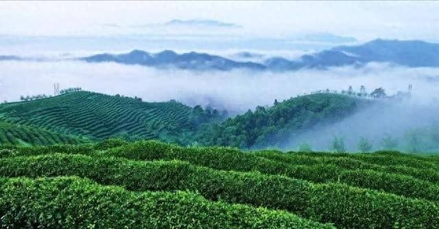 碧螺春的口感特点是什么？