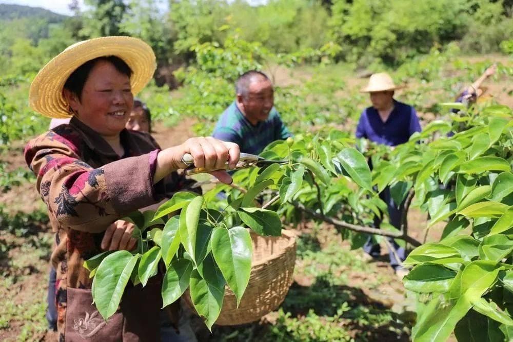 梨树各时期如何用药，这篇文教你读懂