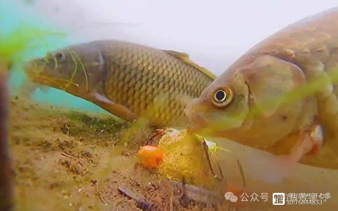 揭秘!鱼类感官“偷吃”术：学会这招，你也能成“偷鱼”高手!