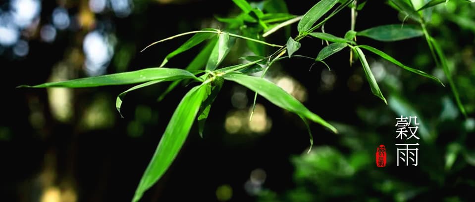 谷雨：春季最后一个节气的气候、农事与养生全解析