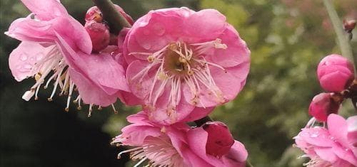 梅花花语之美——探寻梅花的坚韧与纯洁