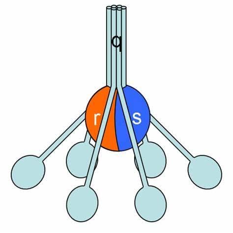 C1q：解锁免疫系统中的关键分子
