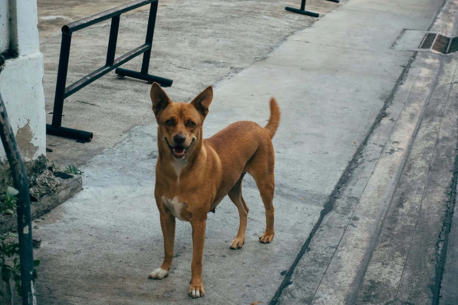 五红犬：岭南地区的吉祥守护神