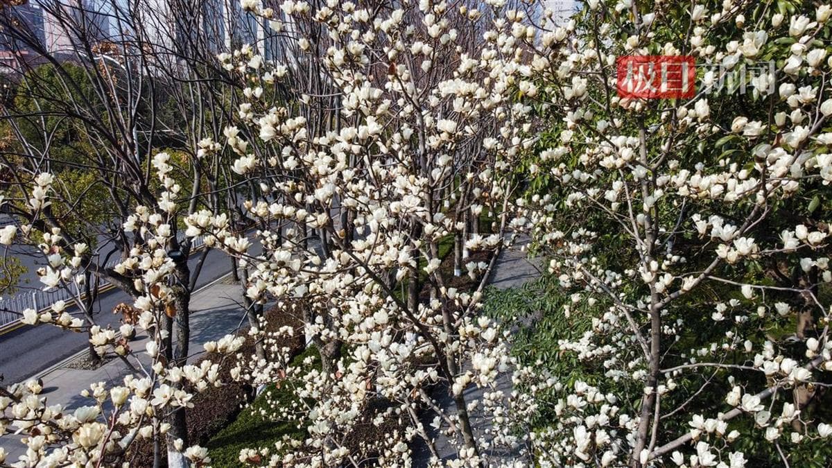 “梅”“兰”芳！气温骤升骤降，加速花开花谢