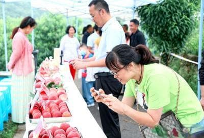 四川首个水蜜桃分级地方标准发布，28个品种有了明确等级指标