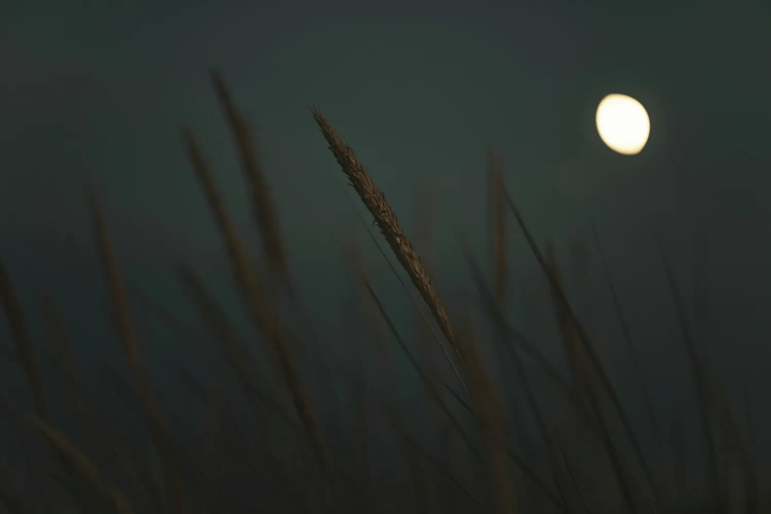 明月芦花，诗意美景不容错过