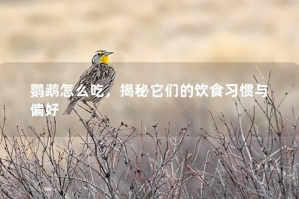 鹦鹉怎么吃，揭秘它们的饮食习惯与偏好