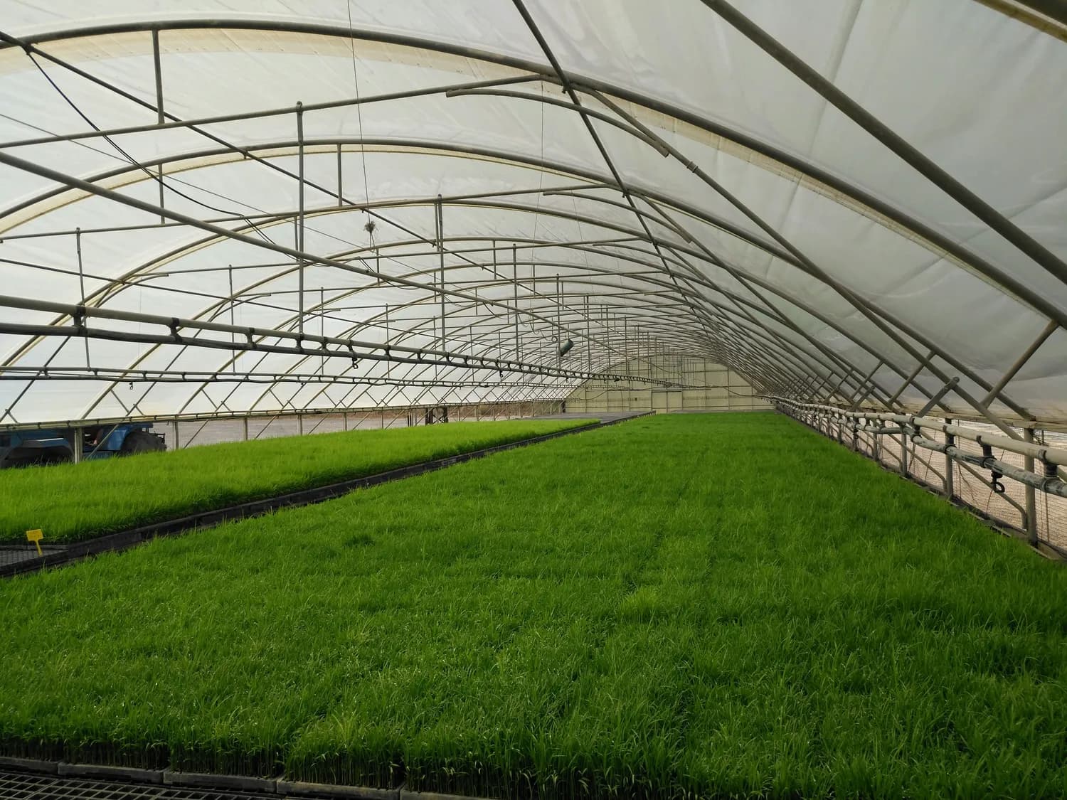 水培牧草破解养殖难题：高效益零污染成畜牧业新宠