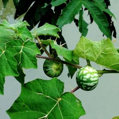 两面针：一种具有多种药用价值的植物
