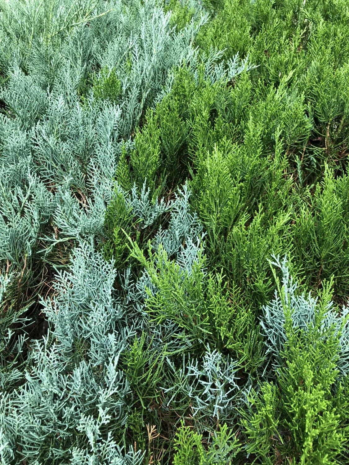 茵陈配伍新方案：科学护肝更安心