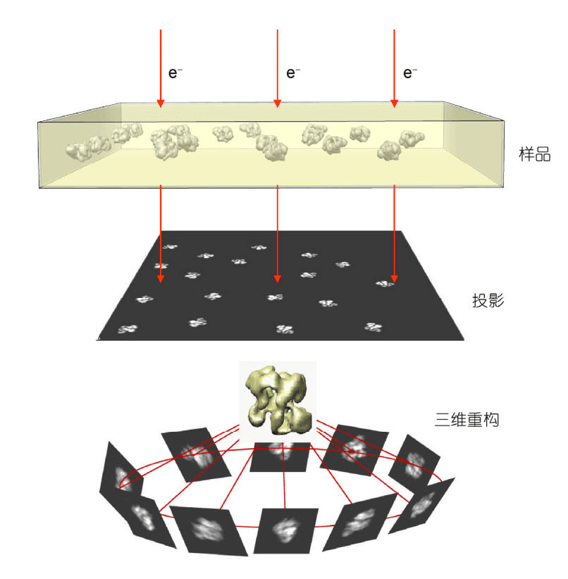 冷冻电镜技术：从原理到应用的全面解析