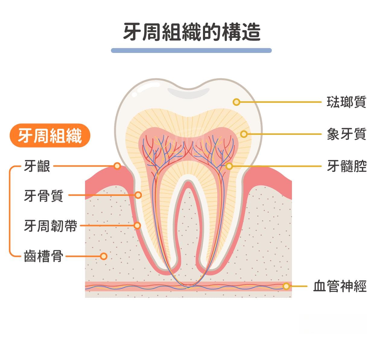 牙周病會自己好嗎？發生原因、症狀、治療、術後照顧、預防方法