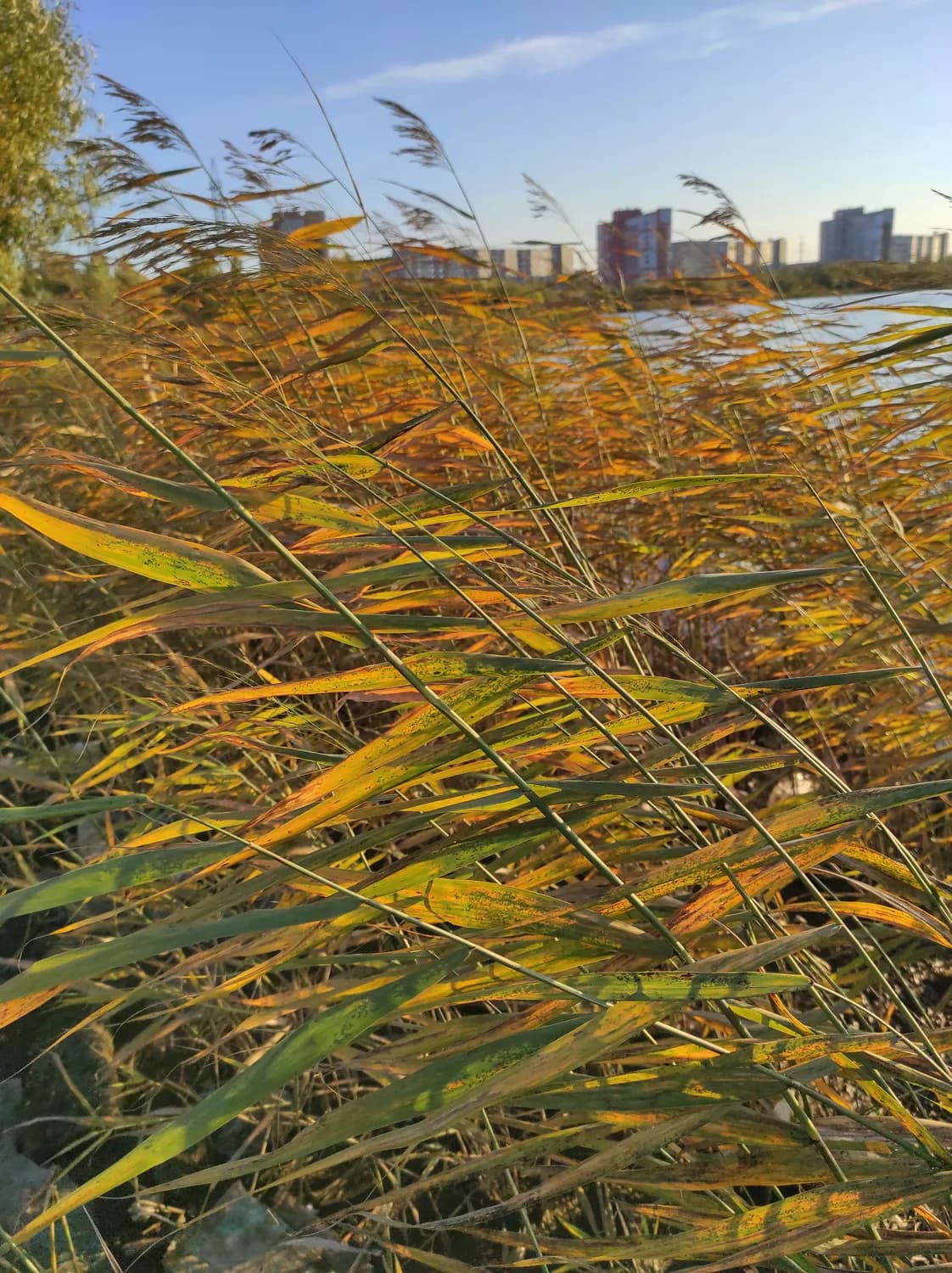 汉口江滩公园秋游攻略：芦苇荡、桂花香与艺术盛宴