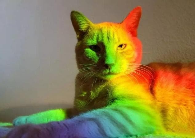 猫能看到颜色吗？如果是的话，猫最喜欢什么颜色？