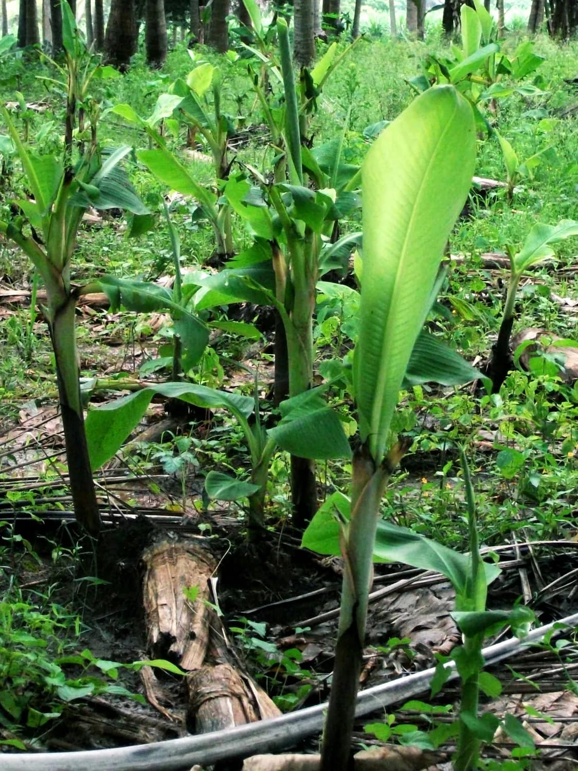 家庭种植野山姜，健康生活新潮流