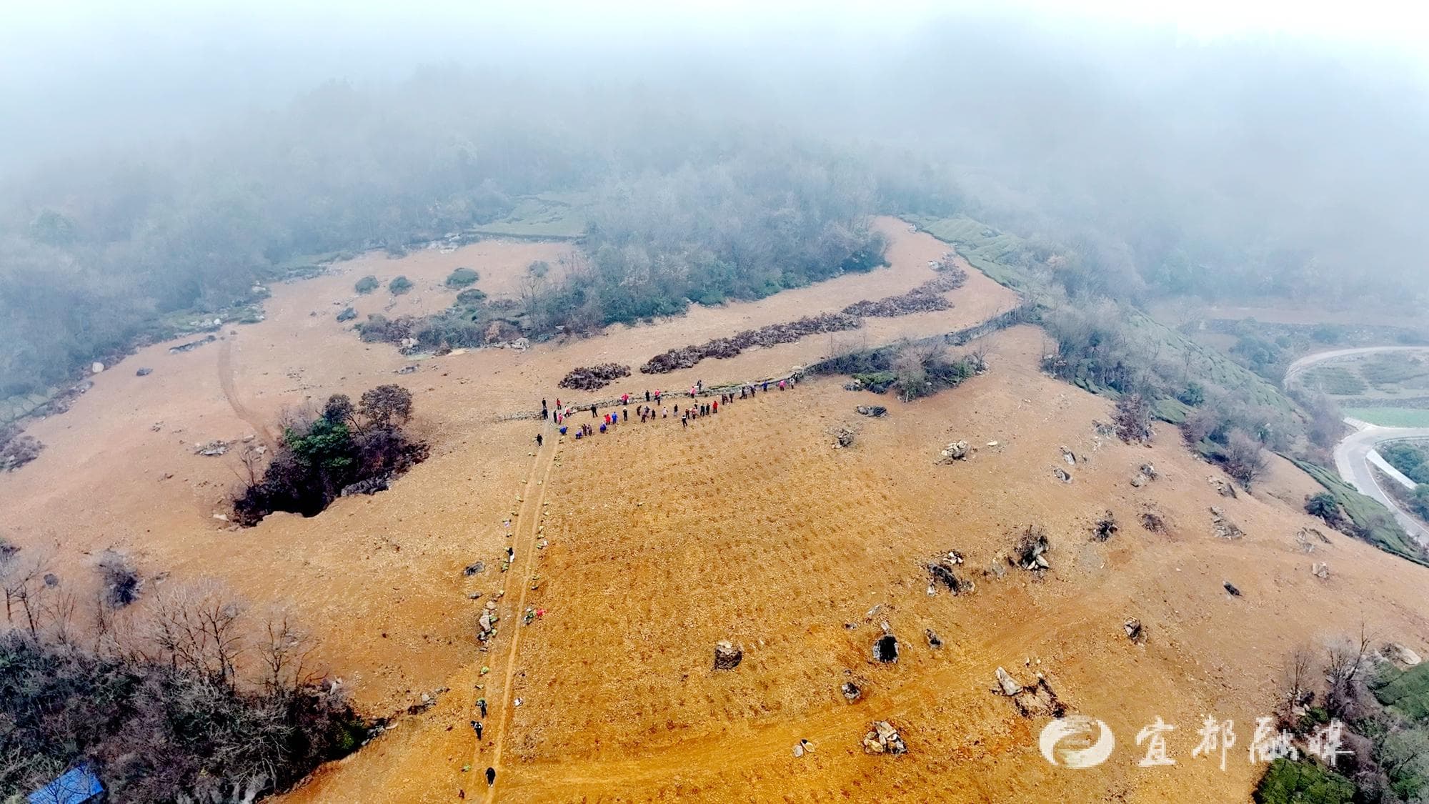沈家冲村：栽种10万株栀子花苗 打造助农增收新产业