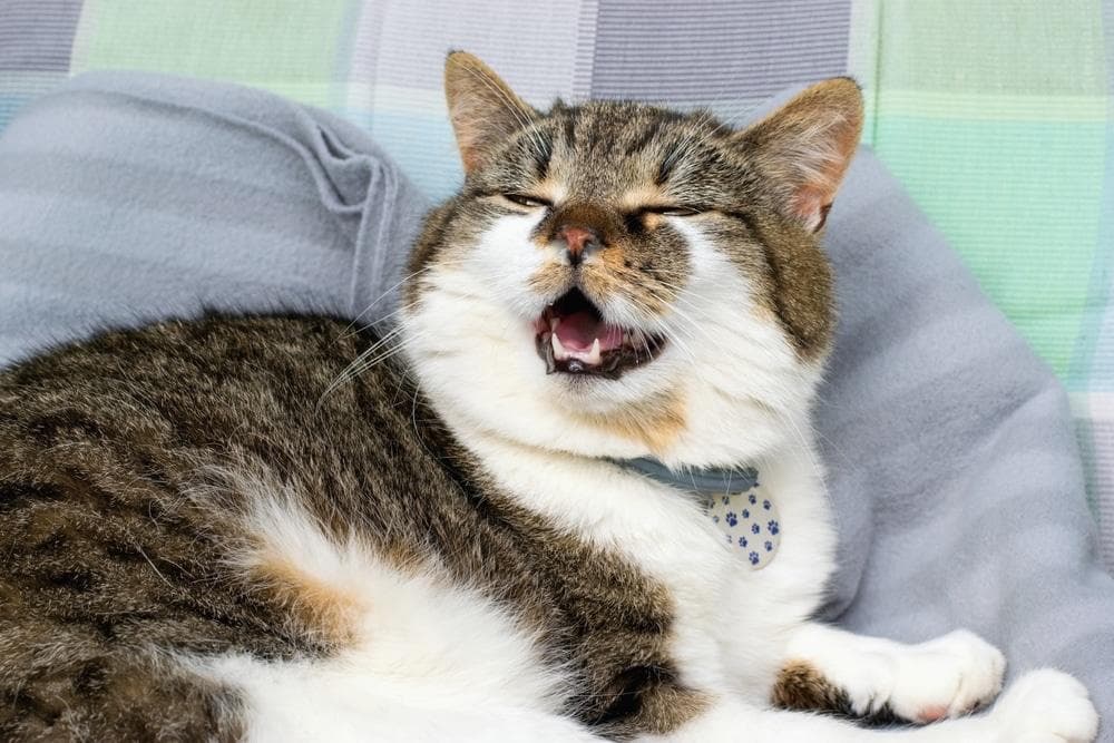 猫咪鼻子湿湿的正常吗？从猫咪鼻子看健康状况
