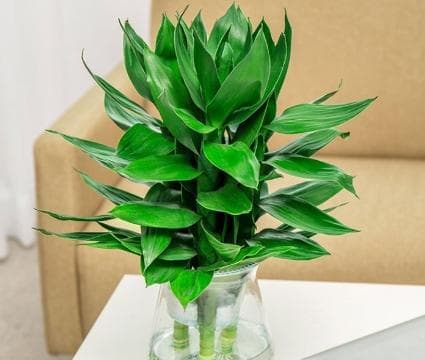 养殖的观音竹叶子发黄怎么办？还能就回来吗？