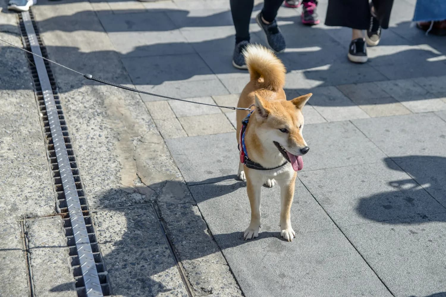 柴犬定点上厕所训练指南：从工具到方法，一文掌握