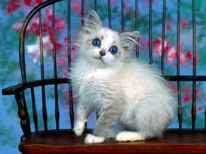 猫咪毛发打结怎么办？原因分析与护理指南