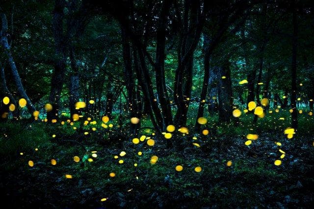 萤火虫：夏夜里的微光精灵