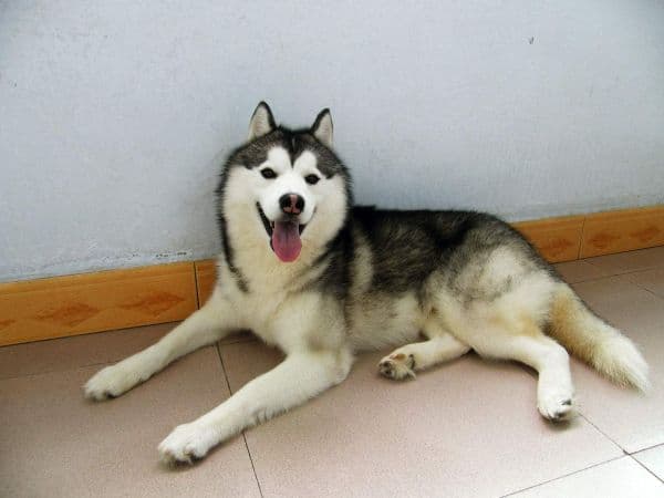 阿拉斯加犬品种分类及选购指南