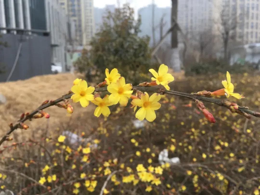 迎春花和连翘傻傻分不清？记住这5点，一眼看出差别