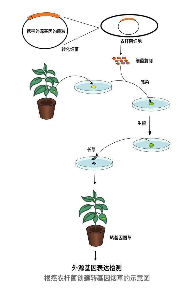 育种新思路：揭秘神奇的植物“基因手术”