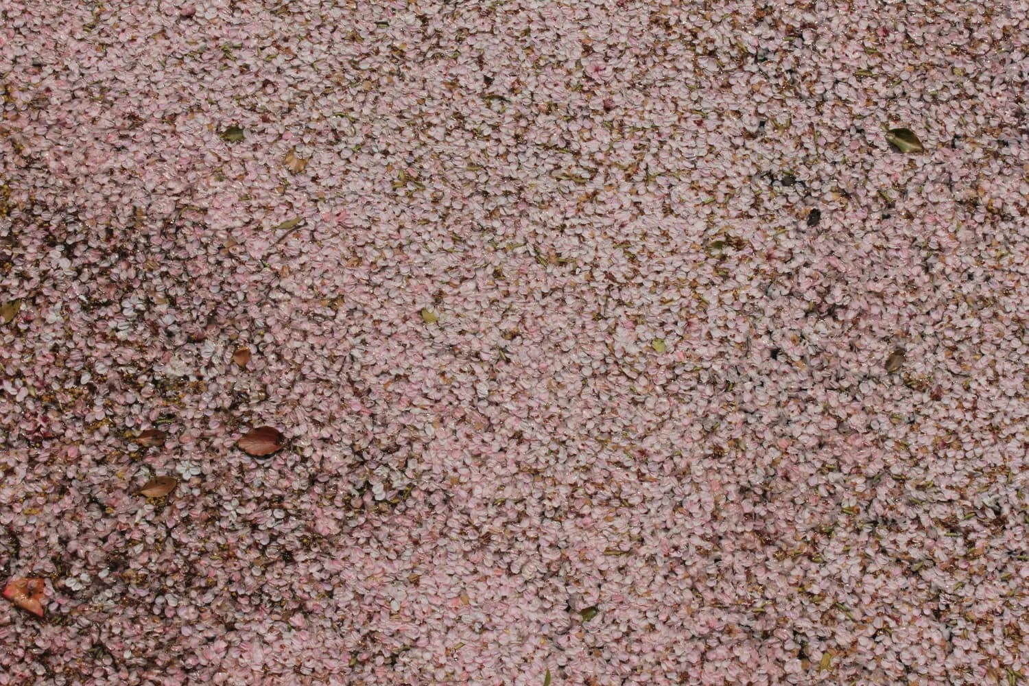 花海摄影技巧大揭秘：15个绝美姿势
