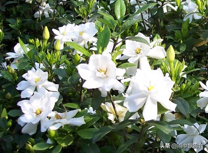 栀子花好养吗怎么养（掌握栀子花的种植秘籍）