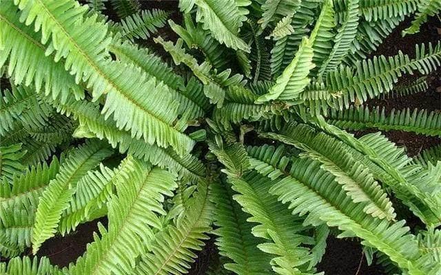 家居水景丨关于水草常见疾病和应对措施的介绍