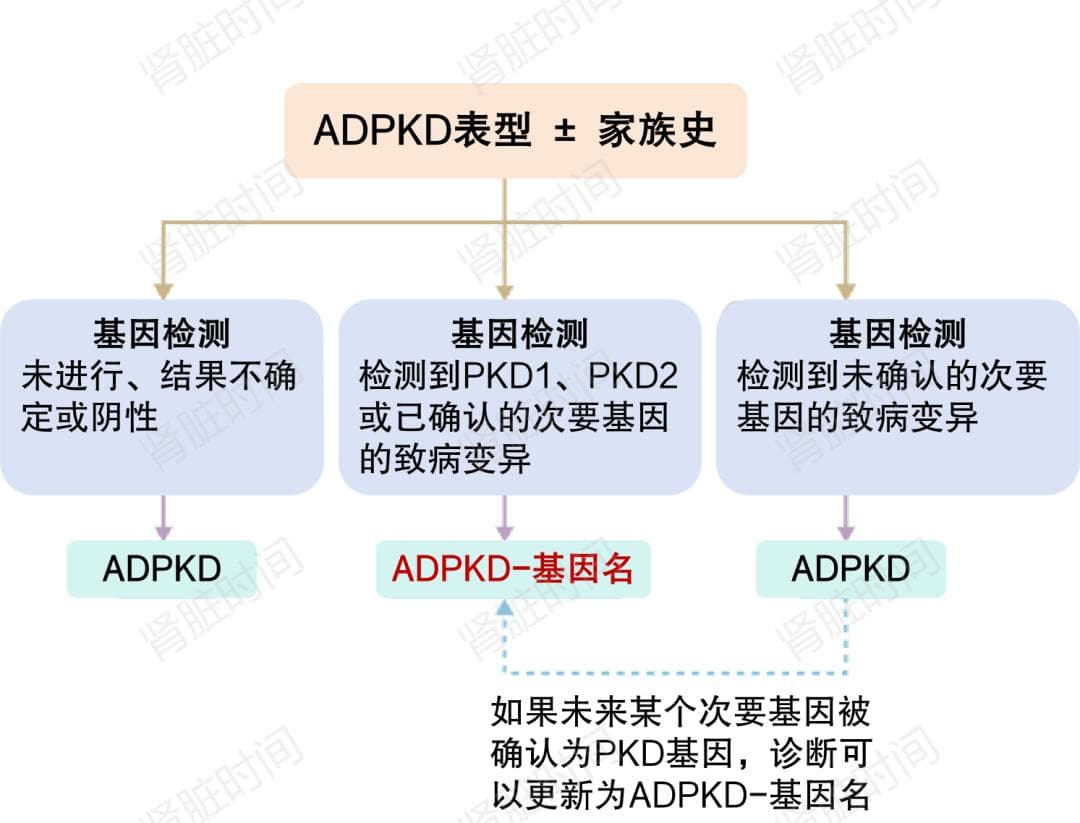 首个多囊肾病临床指南发布，10 大要点一文搞定