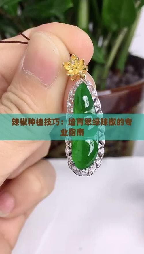 辣椒种植技巧：培育翠绿辣椒的专业指南