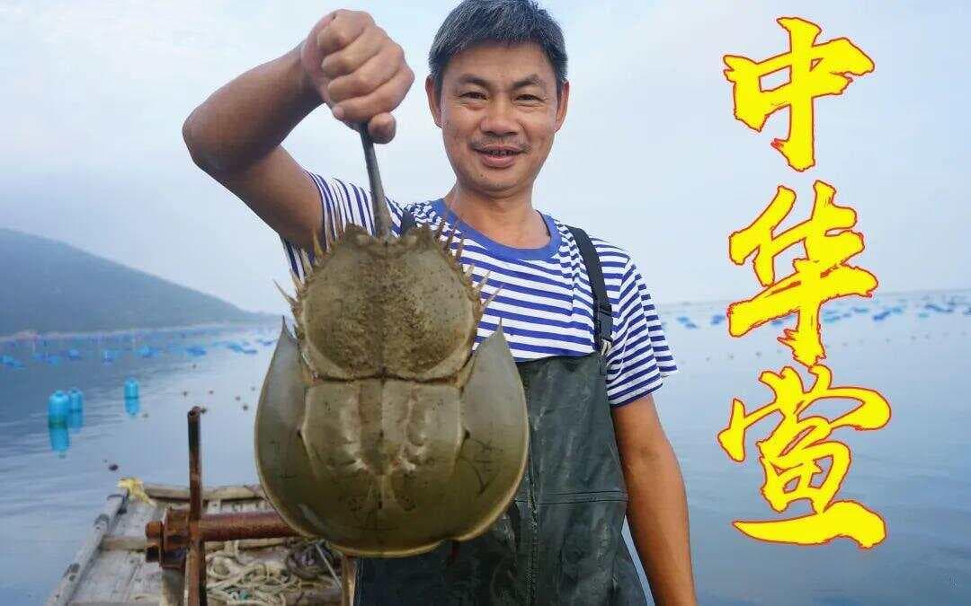 浙江渔民误捕中国鲎：揭秘海洋中的“活化石”，误捕犯法吗？