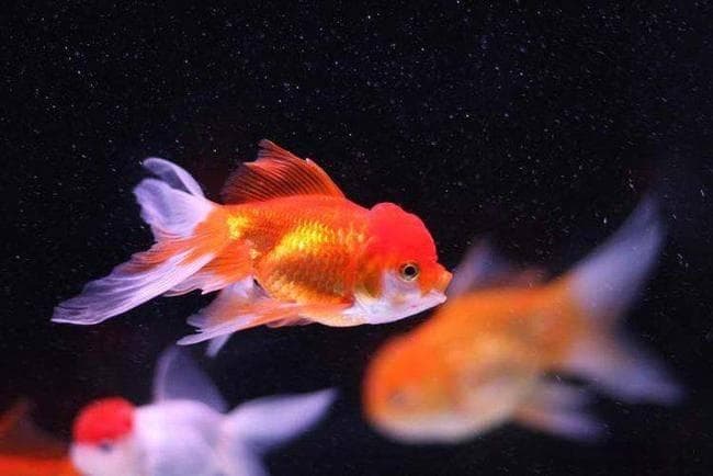 金鱼频繁翻肚子怎么办？鱼鳔失调病的预防与治疗指南
