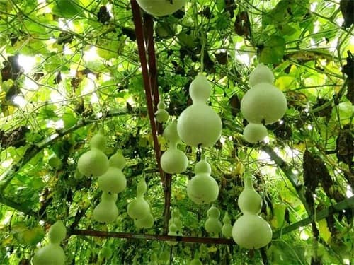 3月小葫芦如何点籽？