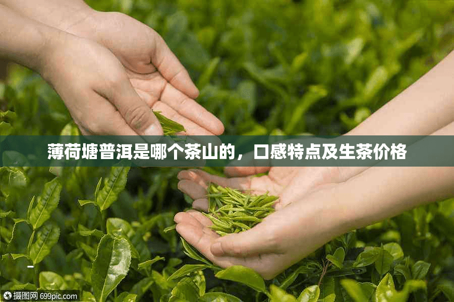薄荷塘普洱：云南茶山中的隐秘瑰宝