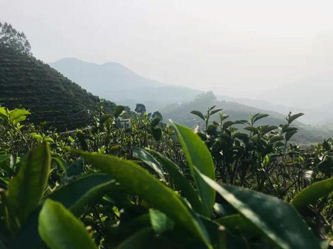 凤凰单丛茶：茶中香水的百变香型与文化魅力