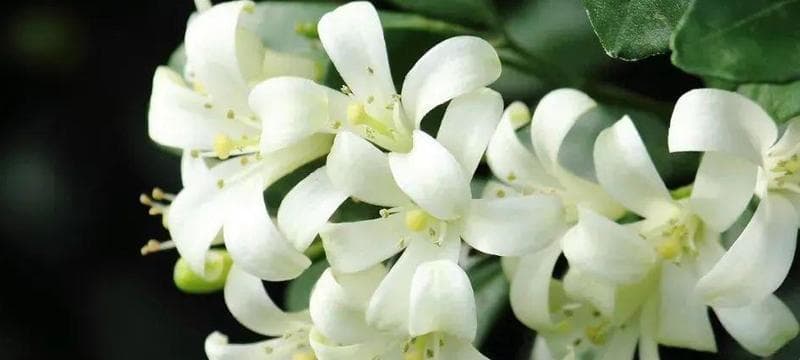 茉莉之花：花语与寓意的多重诠释