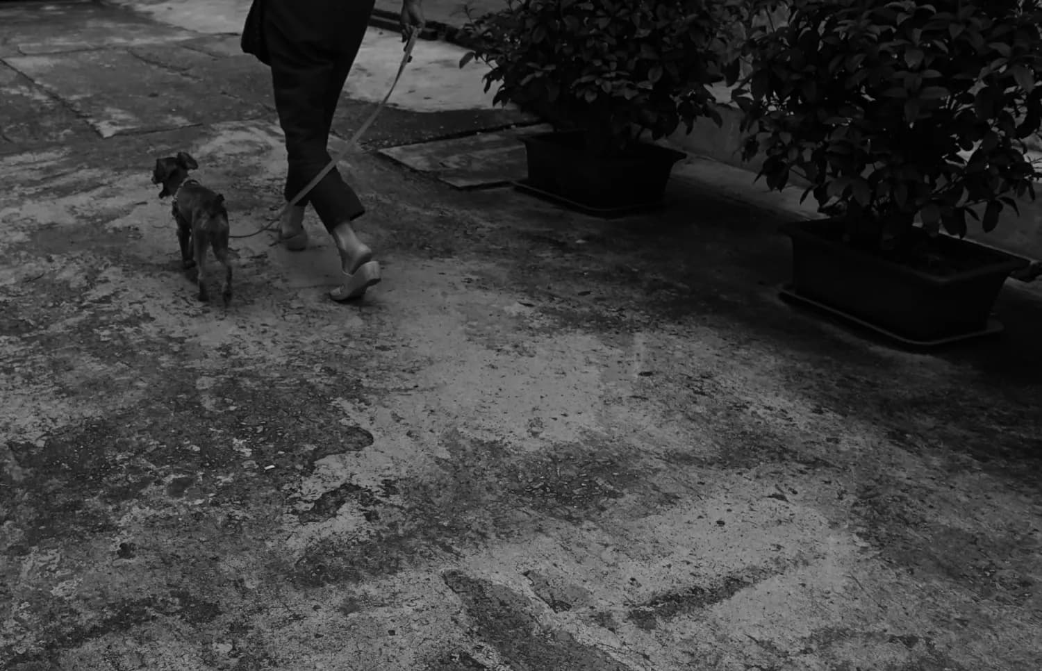 春节带猫回家，费利蒙爆珠贴让旅途更安心