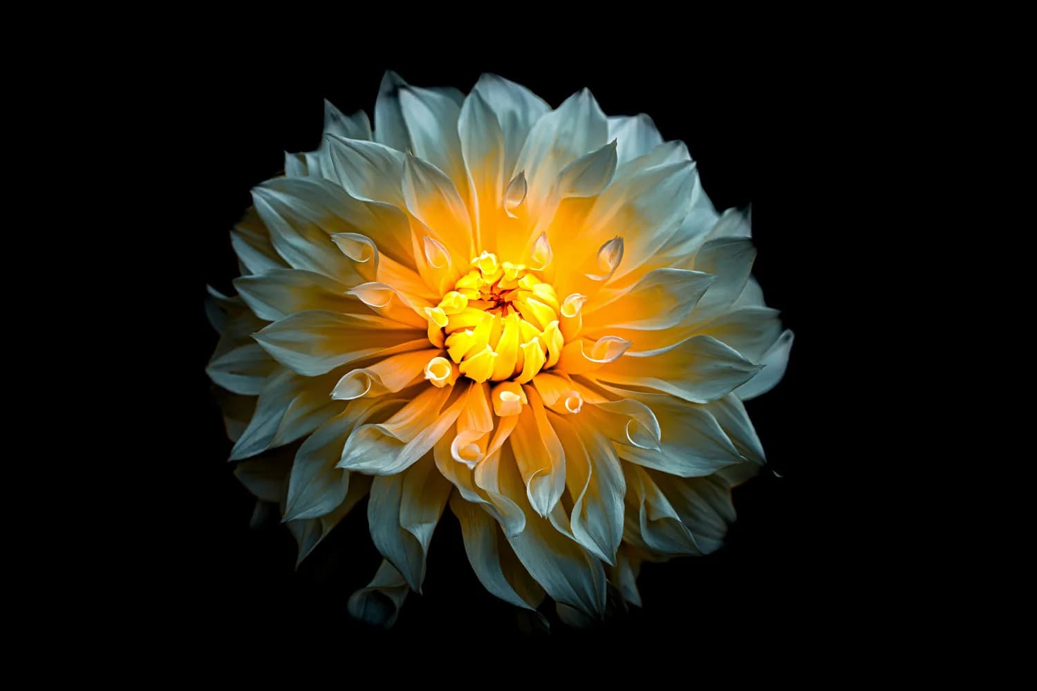 秋日菊花五感写作挑战：用文字感受菊花之美