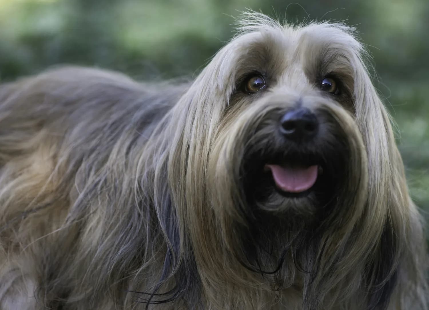 西施犬：最适合有小孩家庭的小型犬推荐