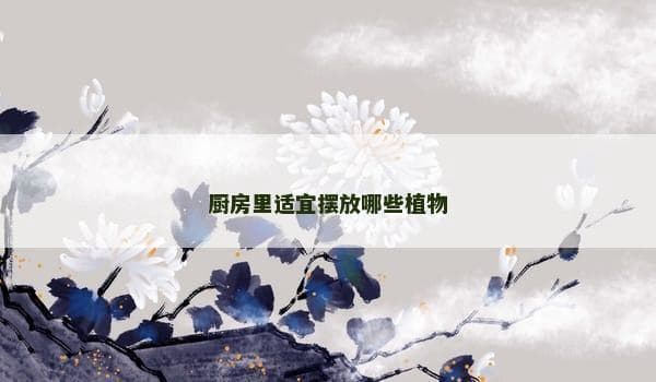 厨房里适宜摆放哪些植物