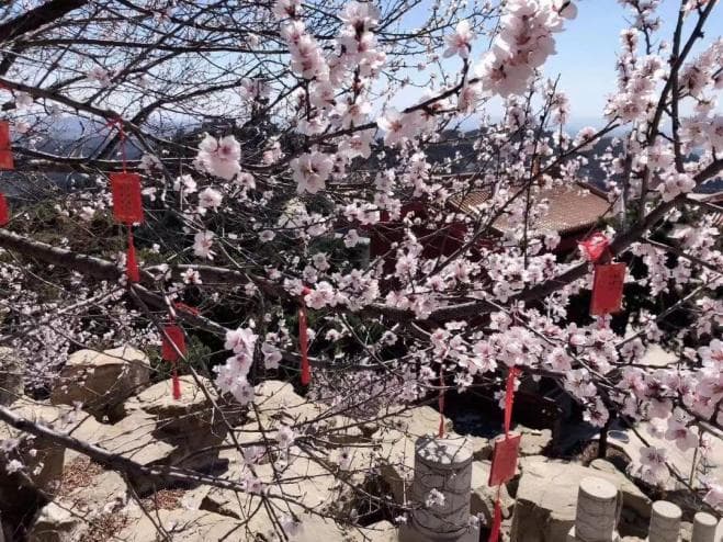 花枝草蔓眼中开，周末踏青“晋”享春