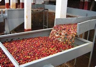 咖啡豆的三种加工方法：水洗法、半水洗法与干燥法详解