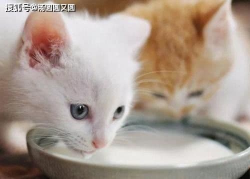 猫咪爱食，口腔溃疡救星揭晓