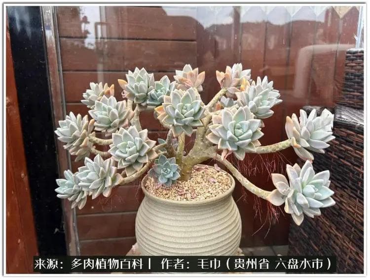 多肉植物：独特的生命之美