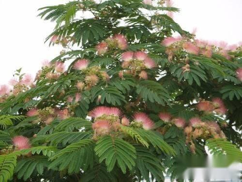 如何栽种和养护芙蓉树