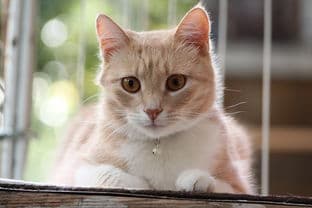 猫的百科全书，从品种到习性，全面解读这些毛茸茸的朋友